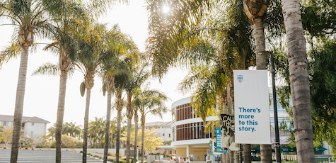Image of library behind row of palm trees